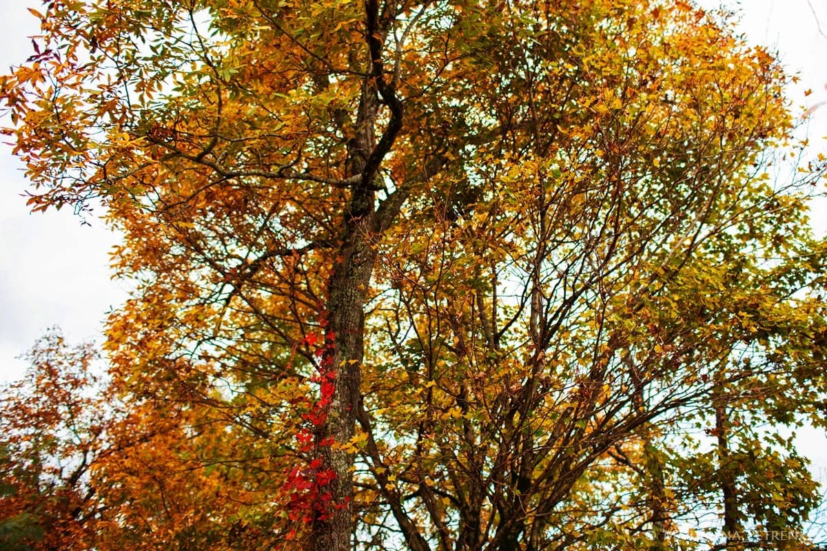 Gold autumn leaves and red climbing vines in the Smoky Mountains at Moose Hollow Lodge in Pigeon Forge near Dollywood