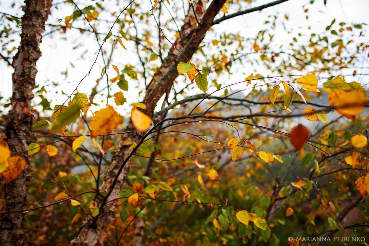 Yellow autumn leaves on birch tree branches in the Smoky Mountains at Moose Hollow Lodge in Pigeon Forge.