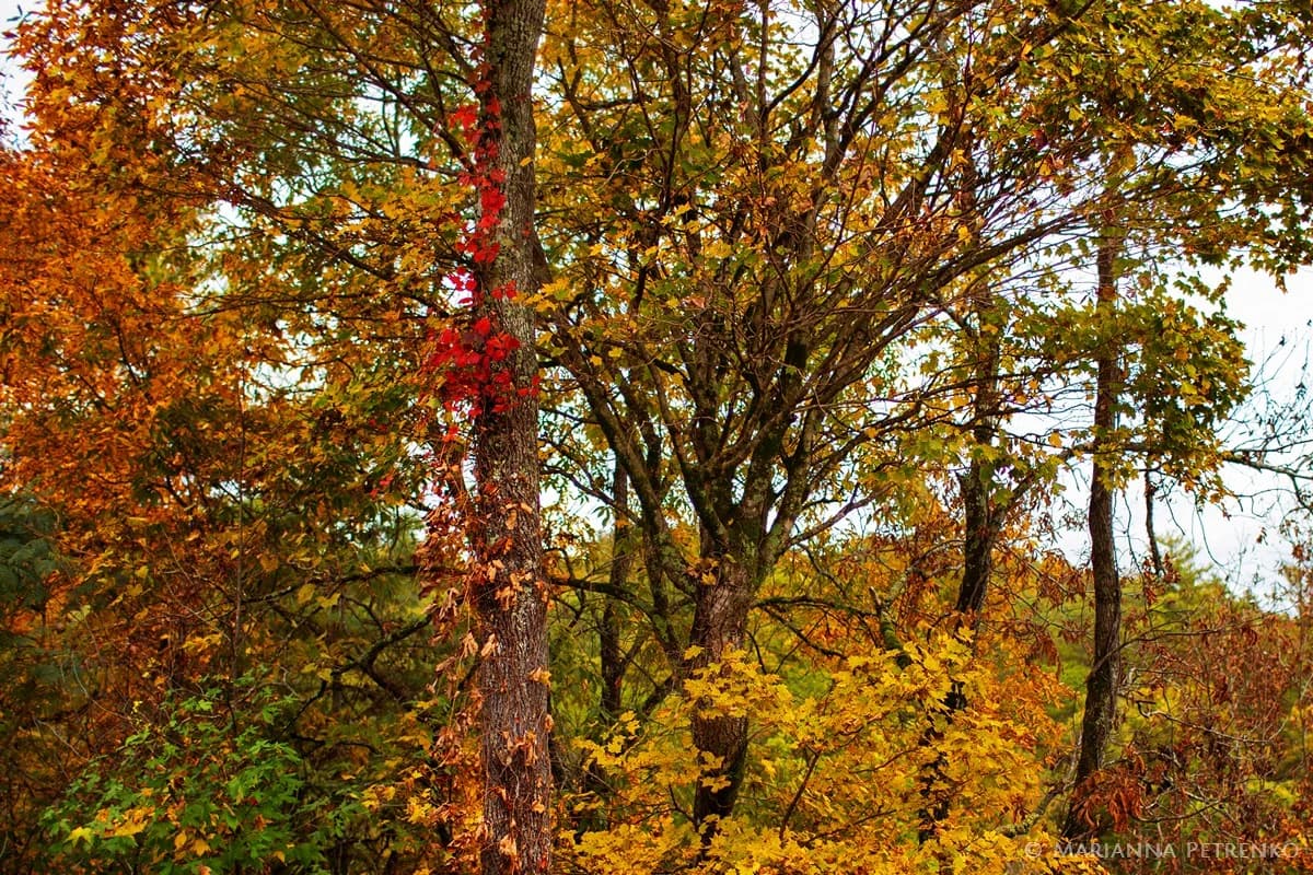 Autumn trees with colorful fall foliage in the Smoky Mountains at Moose Hollow Lodge in Pigeon Forge near Dollywood