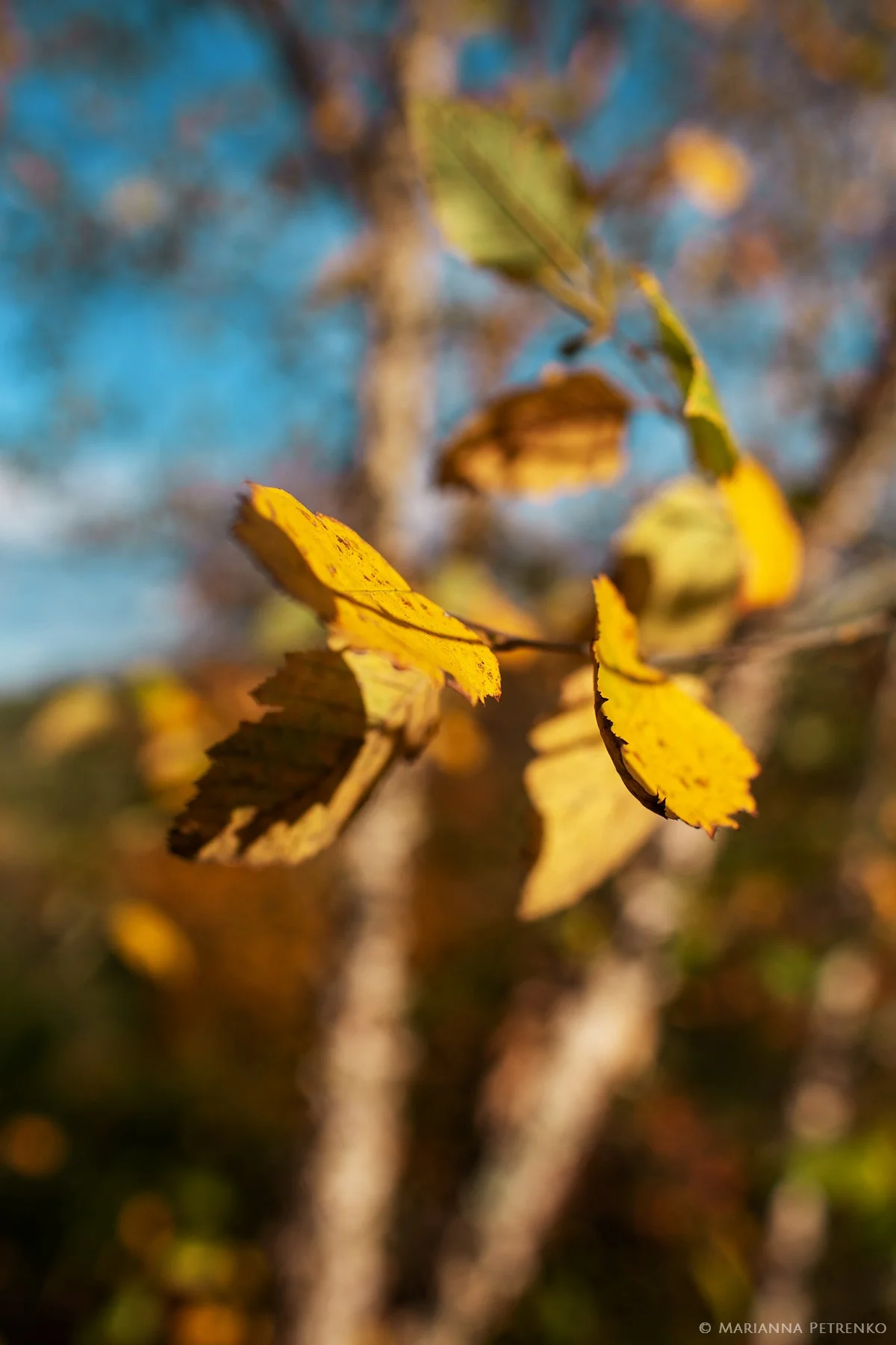 Vibrant golden autumn leaves on a tree branch at Moose Hollow Lodge in Pigeon Forge near the Smoky Mountains