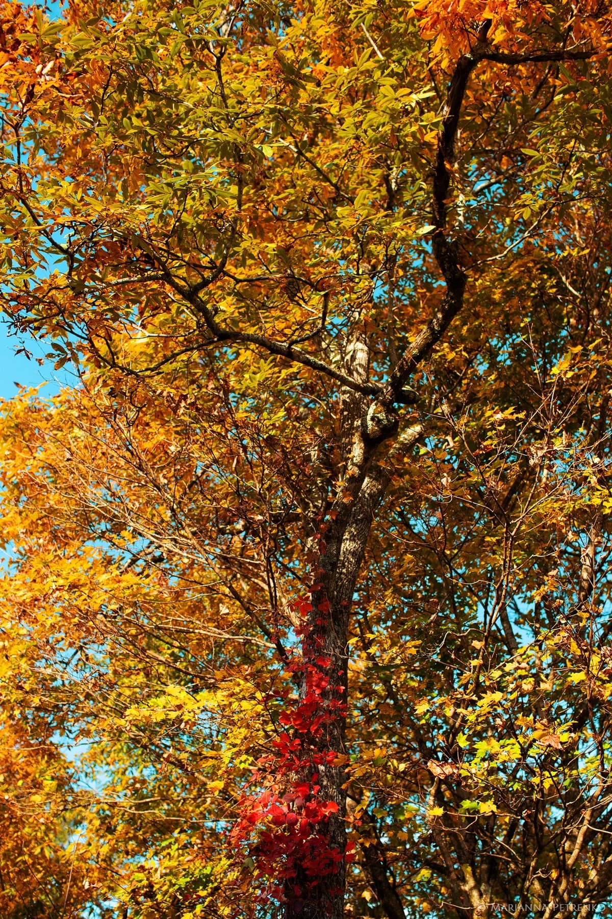 Vibrant autumn foliage and trees in the Smoky Mountains at Moose Hollow Lodge in Pigeon Forge